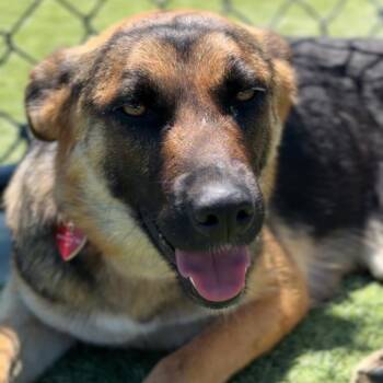 German Shepherd Dog Dogs Available for Adoption in Los Angeles, California - Nana A2262402 | PetCurious