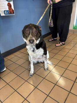 Australian Cattle Dog Blue Heeler and Mixed Breed Dogs Available for Adoption in Burbank, California - JOEY | PetCurious