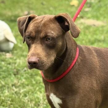 Rescue Labrador Retriever Dogs for Adoption in Locust Fork, Alabama - Buster | PetCurious
