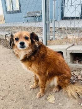 Spaniel and Mixed Breed Dogs Available for Adoption - Churro | PetCurious