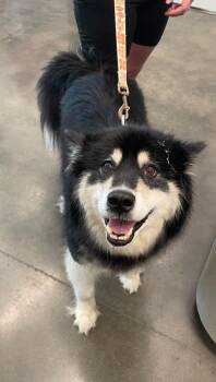 Ashes -  Alaskan Malamute Dog for Adoption in Clarksville, Tennessee - Ashes | PetCurious