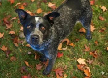 Rescue Australian Cattle Dog Blue Heeler and Mixed Breed Dogs for Adoption in Bowling Green, Kentucky - Queen Snickers | PetCurious