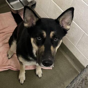 Shepherd and Mixed Breed Dogs Available for Adoption - 69949 | PetCurious