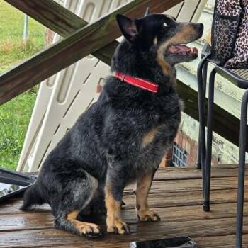 Jughead -  Australian Cattle Dog Blue Heeler Dog for Adoption in Beulaville, North Carolina - Jughead | PetCurious