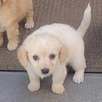 Jill -  Poodle and Dachshund Dog for Adoption in Escondido, California - Jill | PetCurious