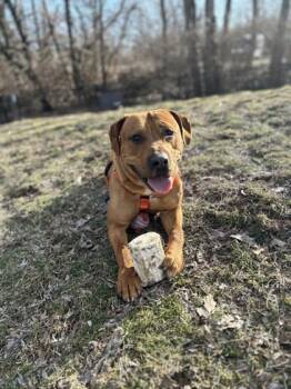 Mixed Breed Dogs Available for Adoption in Miamitown, Ohio - Fernando | PetCurious