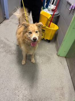 Karakoram -  Husky Dog for Adoption in Bloomington, Indiana - Karakoram | PetCurious