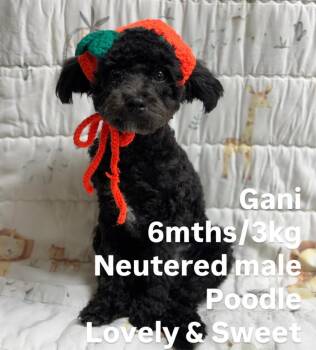 Poodle Dogs Available for Adoption - Gani | PetCurious