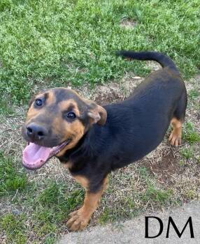 Mountain Cur Dogs Available for Adoption in Pembroke, Massachusetts - DM | PetCurious