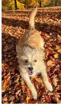 Rescue Wirehaired Terrier Dogs for Adoption in Amelia, Ohio - Ben Cartright | PetCurious