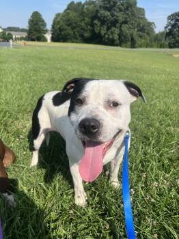 Rescue Pit Bull Terrier Dogs for Adoption in Burlington, New Jersey - Bumi | PetCurious