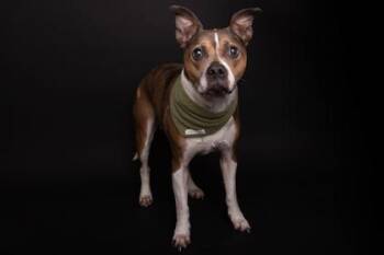 Pit Bull Terrier and Mixed Breed Dogs Available for Adoption - Nova | PetCurious