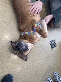 Boxer and Mixed Breed Dogs Available for Adoption - Denver | PetCurious