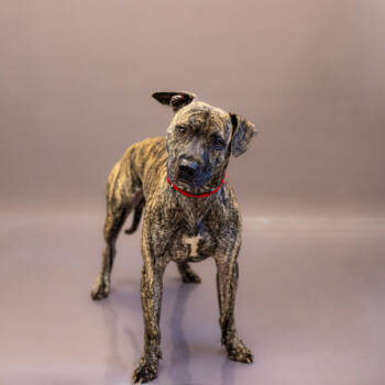 Rescue Pit Bull Terrier Dogs for Adoption in Lawrenceville, Georgia - Pen 152c Mac | PetCurious