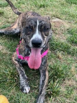 Rescue Mixed Breed Dogs for Adoption in Chamblee, Georgia - Robinson -IN FOSTER | PetCurious