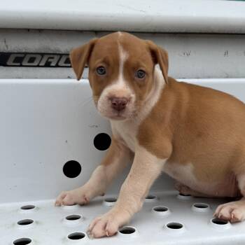 Ginny -  Pit Bull Terrier Dog for Adoption in Columbia, South Carolina - Ginny | PetCurious