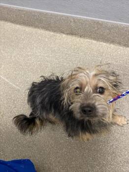 MOOSE -  Yorkshire Terrier Dog for Adoption in Las Vegas, Nevada - MOOSE | PetCurious
