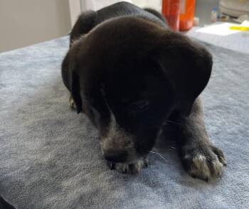 Labrador Retriever and Rottweiler Dogs Available for Adoption - Basil | PetCurious