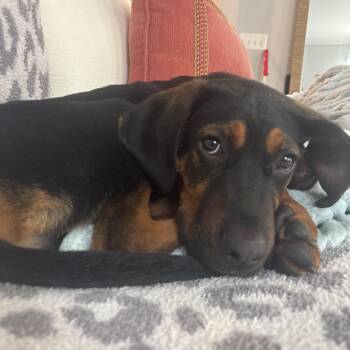 Black And Tan Coonhound Dogs Available for Adoption in Columbia, South Carolina - Tab | PetCurious