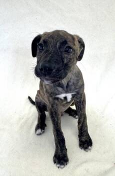 Donnie -  American Bully Dog for Adoption in Buffalo, Minnesota - Donnie | PetCurious