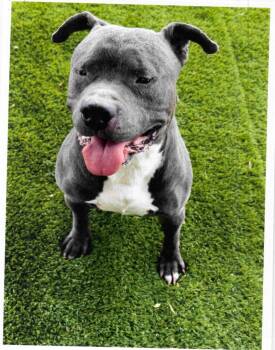 Pit Bull Terrier Dogs Available for Adoption in Trenton, New Jersey - Leon | PetCurious