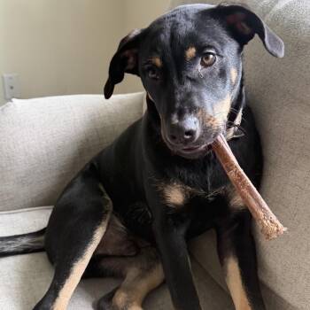 Rio -  Labrador Retriever Dog for Adoption in Jefferson, New Jersey - Rio | PetCurious