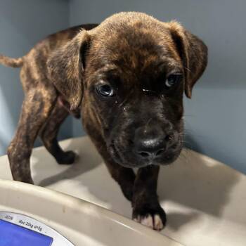 Mixed Breed Dogs Available for Adoption in Chattanooga, Tennessee - Curuba Elderflower | PetCurious