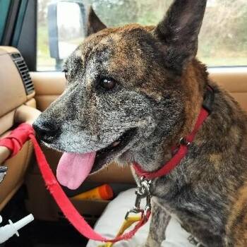 Precious Angel Too Sweet To Be True -  Pit Bull Terrier and Dutch Shepherd Dog for Adoption in Friendswood, Texas - Precious Angel Too Sweet To Be True | PetCurious
