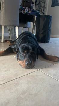 Taroth -  Rottweiler Dog for Adoption in Azalea Park, Florida - Taroth | PetCurious