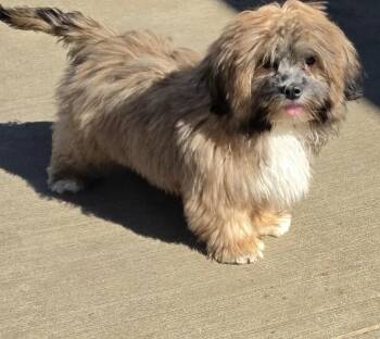 Willow -  Lhasa Apso Dog for Adoption in Terre Haute, Indiana - Willow | PetCurious