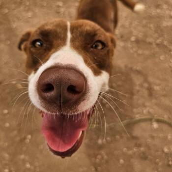 Chocolate Labrador Retriever Dogs Available for Adoption in Austin, Texas - Pink Panthress | PetCurious
