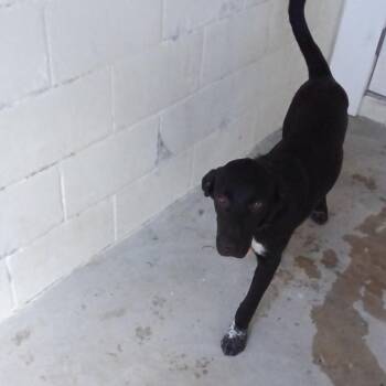 MOE -  Black Labrador Retriever Dog for Adoption in Loxahatchee Groves, Florida - MOE | PetCurious