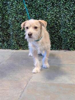 61102407 -  Mixed Breed Dog Available for Adoption in El Paso, Texas - 61102407 | PetCurious