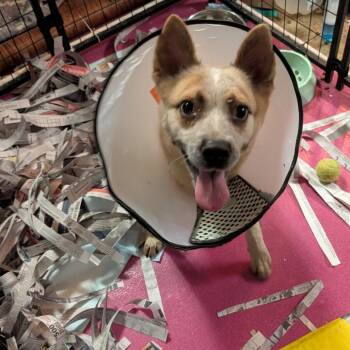 Mixed Breed Dogs Available for Adoption - Sans | PetCurious