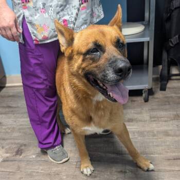 Buddy -  Shepherd Dog for Adoption in Jefferson City, Tennessee - Buddy | PetCurious