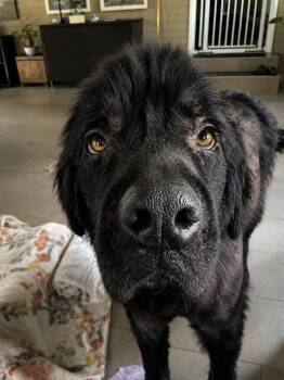 Muffin -  Newfoundland Dog and Great Pyrenees Dog for Adoption in Ledyard, Connecticut - Muffin | PetCurious