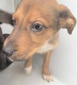 Labrador Retriever and Mixed Breed Dogs Available for Adoption in Houston, Texas - A654736 | PetCurious