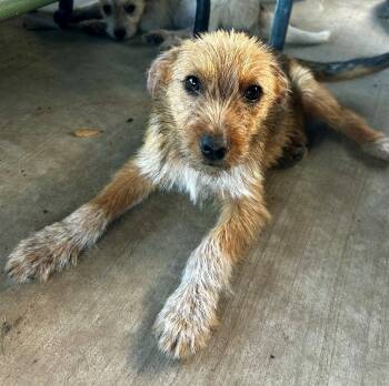 Norfolk Terrier and Cairn Terrier Dogs Available for Adoption in Houston, Texas - Drummond-Army Crawling Right Into Your Heart | PetCurious