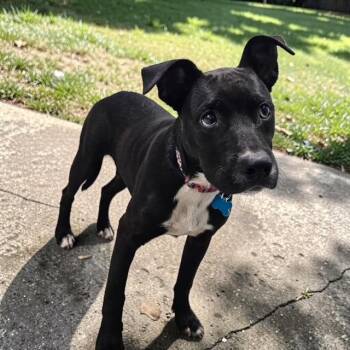 Labrador Retriever Dogs Available for Adoption in Williston, Vermont - Magnolia | PetCurious