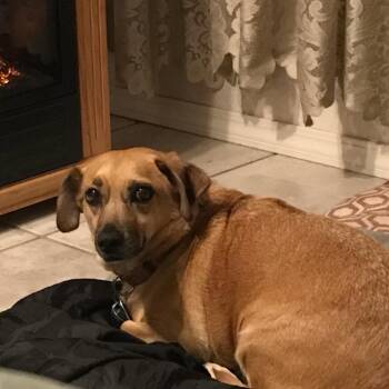 SueSue -  Dachshund Dog for Adoption in New Orleans, Louisiana - SueSue | PetCurious