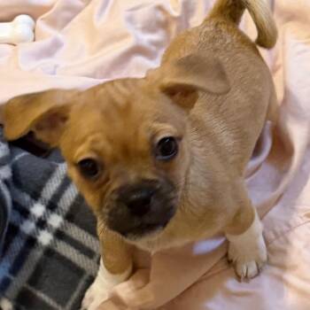 Peppa -  Pug and Yorkshire Terrier Dog for Adoption in Las Vegas, Nevada - Peppa | PetCurious