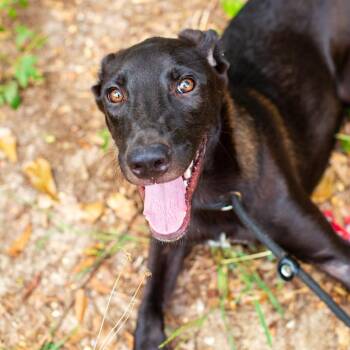 Oboe -  Schnauzer and Mixed Breed Dog for Adoption - Oboe | PetCurious