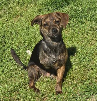 Chihuahua Dogs Available for Adoption in Saint Francisville, Louisiana - Susie-Q | PetCurious