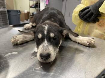 A1935706 -  German Shepherd Dog Dog for Adoption in Thousand Palms, California - A1935706 | PetCurious