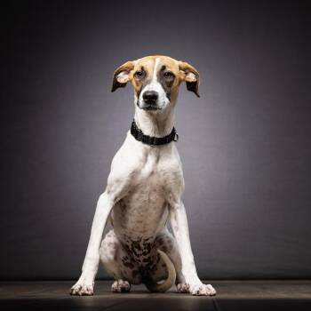 Hound Dogs Available for Adoption - Ginger | PetCurious