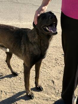 Graco- located in California -  Belgian Shepherd Malinois and German Shepherd Dog Dog for Adoption in Imlay City, Michigan - Graco- Located In California | PetCurious