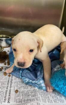 Mixed Breed Dogs Available for Adoption - Merril | PetCurious