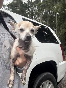 Rescue Chihuahua Dogs for Adoption in North Charleston, South Carolina - Ezzie | PetCurious