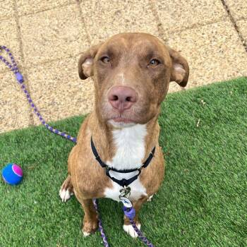 Jackson -  Mixed Breed Dog for Adoption in Alexandria, Virginia - Jackson | PetCurious