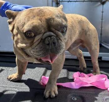 A780163 -  French Bulldog Dog for Adoption in Rancho Cucamonga, California - A780163 | PetCurious